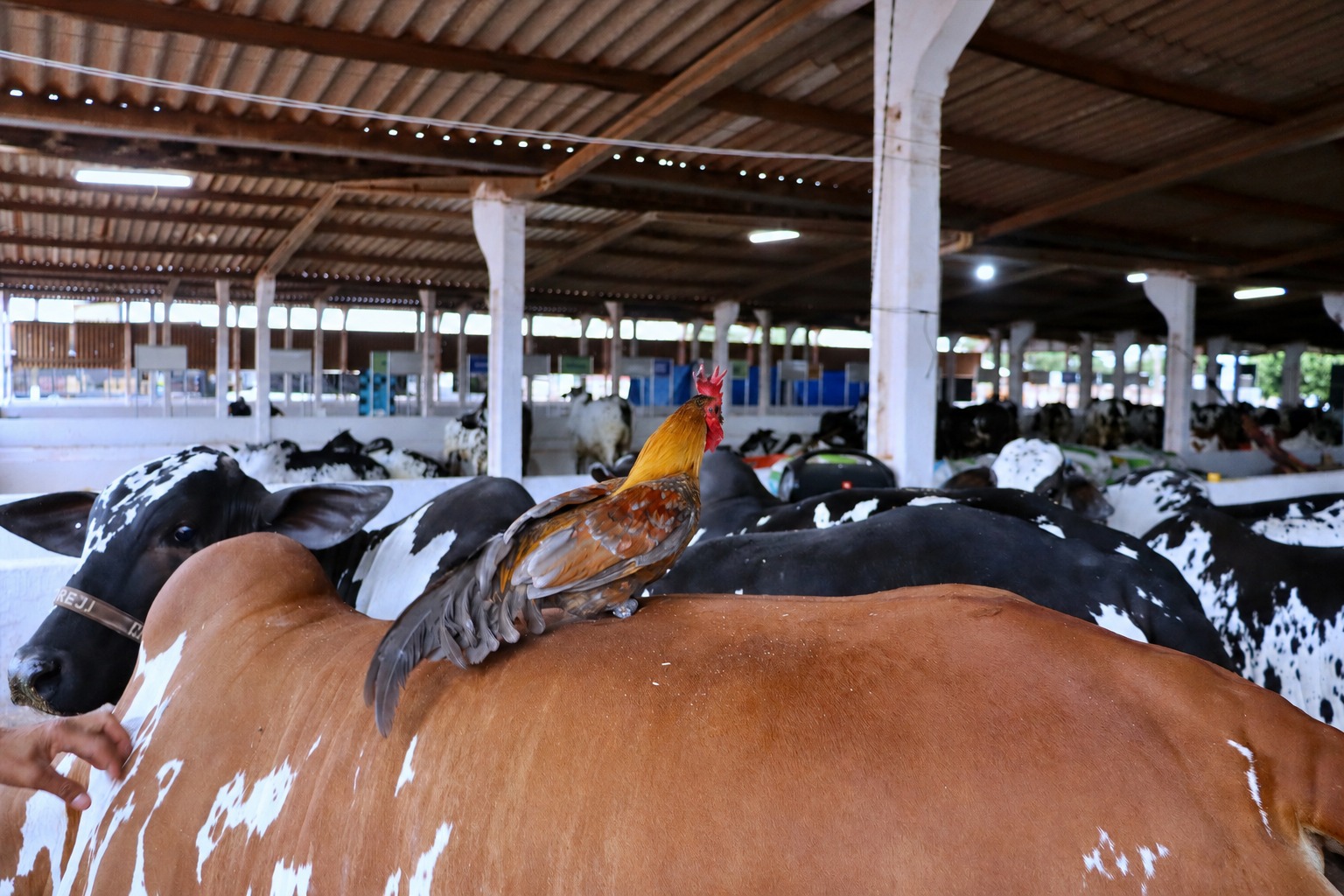"Garnisé mascote" que viaja pelo Brasil chama a atenção em baia de gado de elite na Expoagro - Expoagro Dourados MS