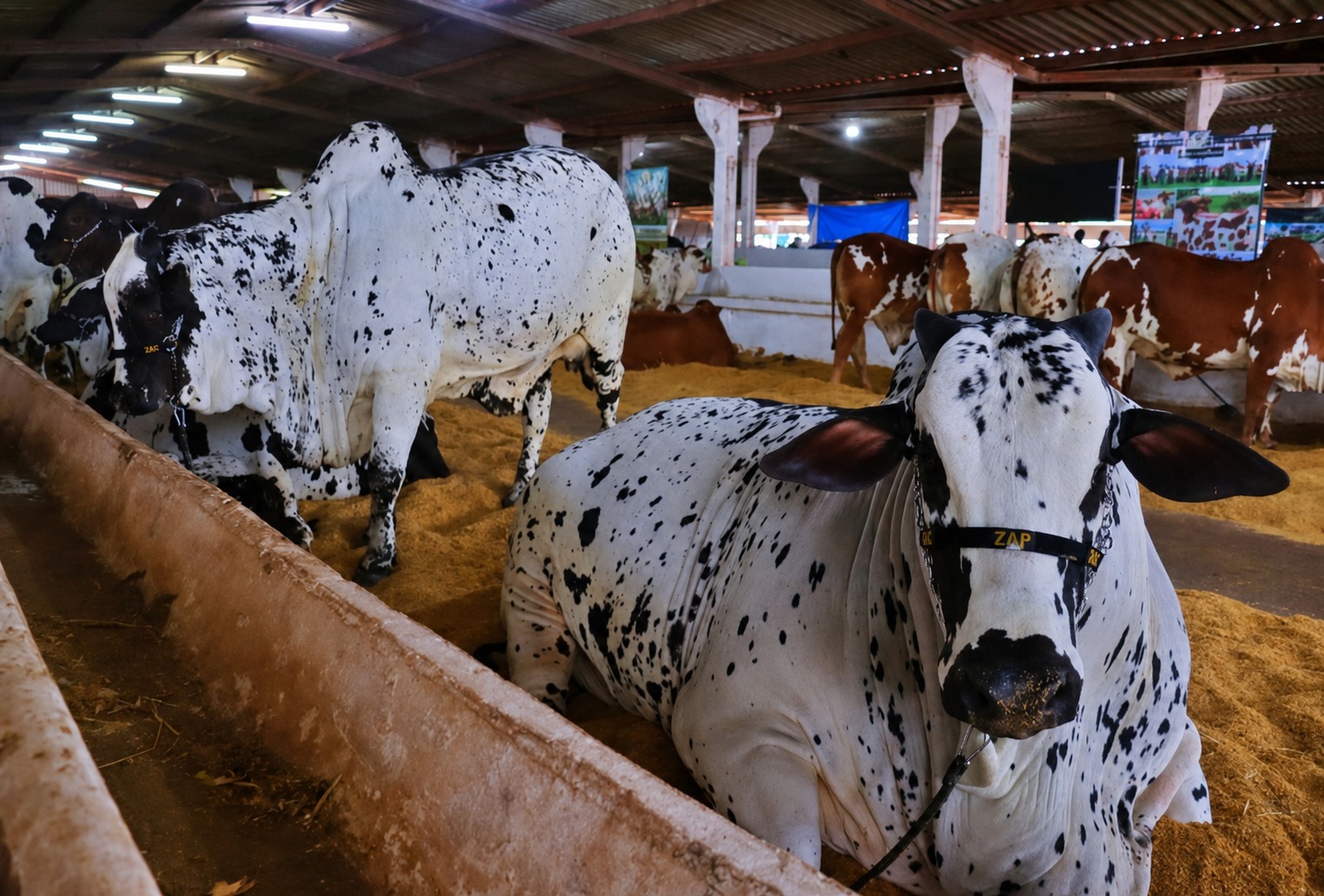 Campeões na Expoagro, ‘Zap’ e ‘Sharon Stone’ foram preparados desde embriões para o topo do ranking - Expoagro Dourados MS